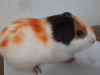 Guinea pig / animals pet's.